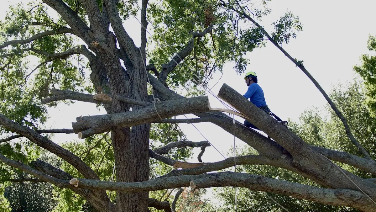 Professional Crown Thinning performed by certified arborists in Blue Point