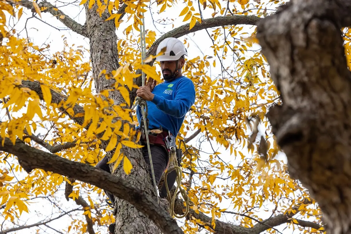 Skilled Tree Pruning crew working in Blue Point
